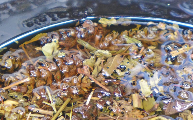 Dekokte